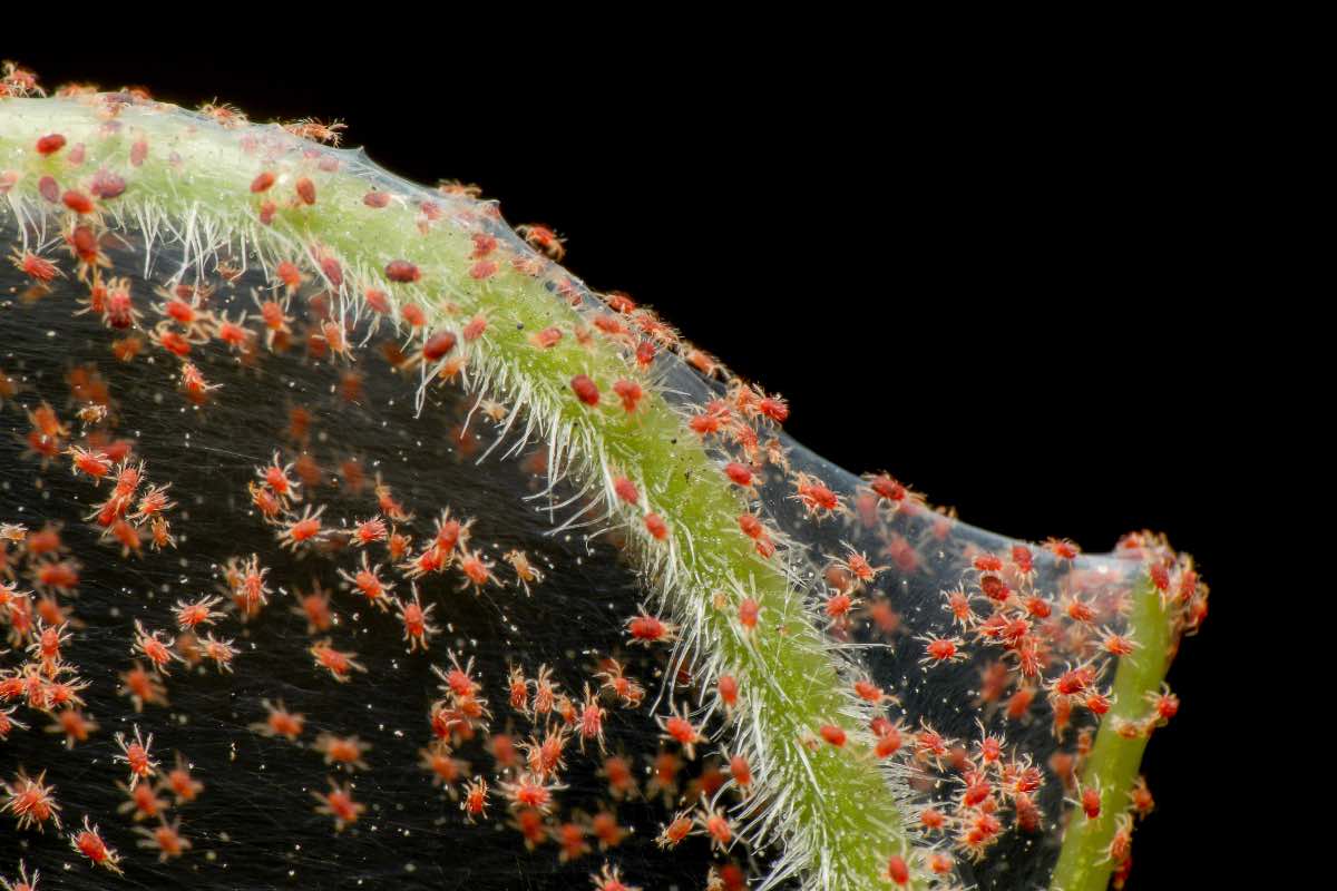 Organic Spider Mite Control for California Cannabis Clones
