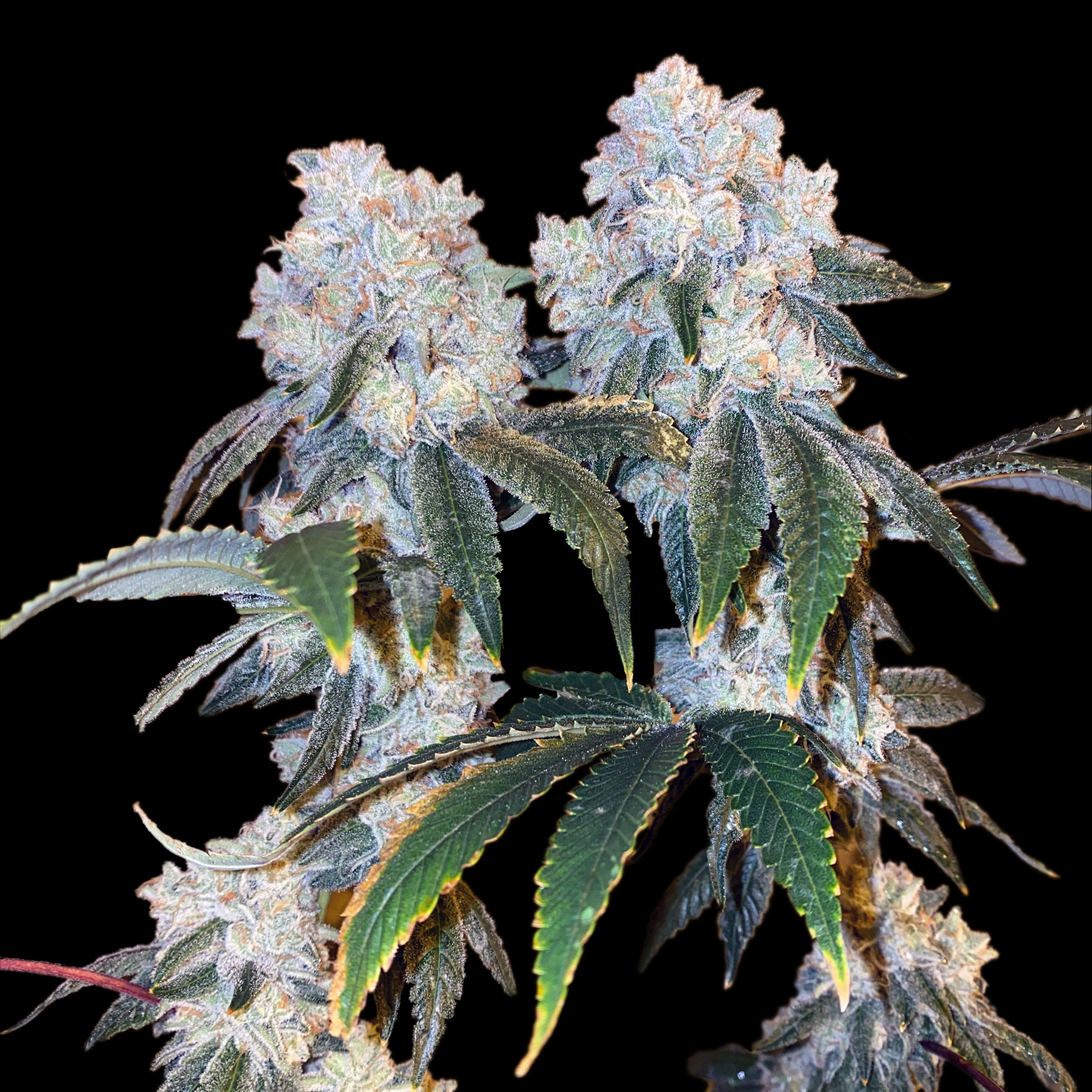 Organic Shiva OG Kush Clone Product Description: Welcome to a realm of exclusive Indica excellence with Shiva OG Kush, a unique strain available only through the California Organic Clones Collective. Meticulously crafted and reserved solely for our Medical Cannabis patients, this strain represents the pinnacle of Medicinal Cannabis Indica varieties. Indica Mastery from Diverse Origins: Shiva OG Kush is a cross of Afghanistani and Pakistani Kush varieties, carefully curated from the high-altitude regions of Mazar-i-Sharif and Tirah Valley. Its genetic lineage extends further to the spiritual capital city of Rishikesh, India, creating a strain that harmonizes the essence of diverse locales. Spiritual Roots and Religious Potential: Unearth a strain with unparalleled spiritual significance, making it an ideal companion for any practices aligned with Hindu Shiva philosophy. Shiva OG Kush offers a unique connection to the roots of its origins, providing a fantastic avenue for those seeking a transcendent experience. Available Exclusively for Our Members: This amazing Medicinal Cannabis Clone strain is a treasure exclusive to the California Organic Clones Collective, offered solely to our members. As a collective committed to delivering the finest in Medicinal Cannabis Clones for California Patients, we take pride in presenting Shiva OG Kush as the pinnacle of our Indica offerings. Therapeutic Applications for the Mind and Body: Beyond its exclusivity, our Kush variety continues to prove its worth as a powerful tool for spiritual and therapeutic practices. Its robust Indica effects make it an excellent choice for individuals seeking relief from Severe Medical Conditions, while its spiritual potential adds a unique dimension to the User Experience. Caution: Given the unique and potent nature of this strain, it is recommended for experienced Medical Cannabis Consumers. Prior consultation with a Healthcare Professional is advised before incorporating this exclusive strain into your Medicinal regimen. Embark on a Spiritual Journey: For our members seeking the epitome of Indica excellence and a strain with profound spiritual potential, Shiva OG Kush awaits. Experience the exclusivity and depth of this strain, and let it redefine your connection to Medicinal Cannabis. As part of the California Organic Clones Collective, you have the privilege of accessing the best nature has to offer.